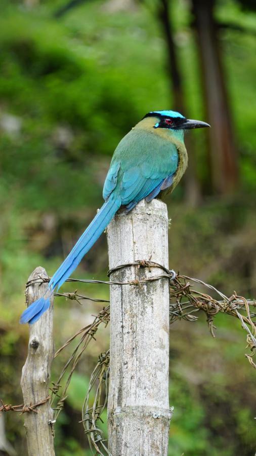 Creo Ecolodge Jardín Eksteriør bilde