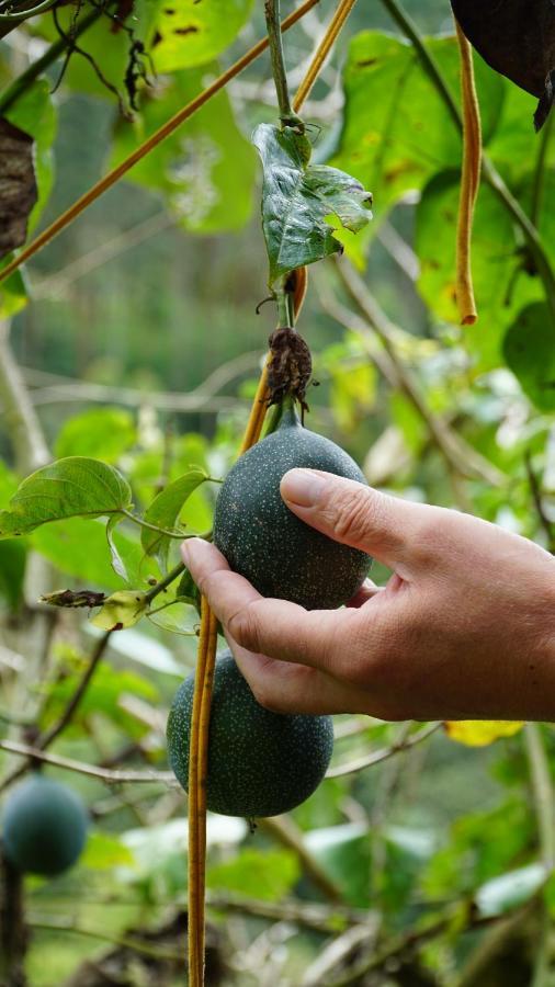 Creo Ecolodge Jardín Eksteriør bilde