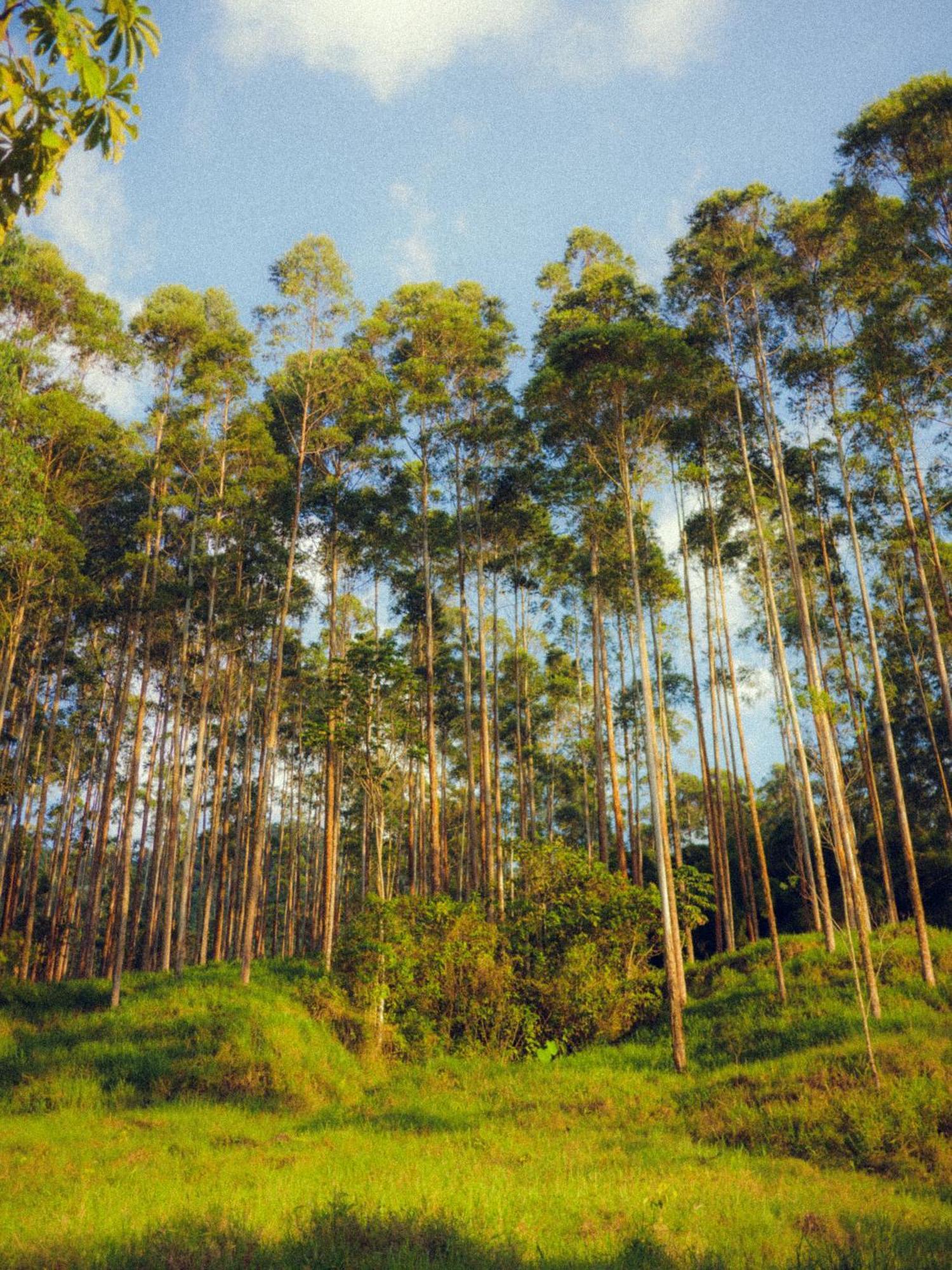 Creo Ecolodge Jardín Eksteriør bilde
